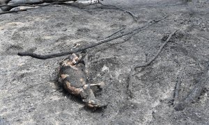 Cadáver de un canguro, calcinado en uno de los incendios en Sarsfield, en el estado australiano de Victoria (JAMES ROSS / EFE)