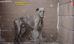 Febrero, un mes devastador para los galgos