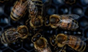 Abejas en peligro: un seguro de vida para la naturaleza y la España vaciada