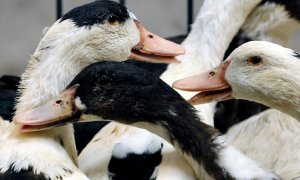 Imagen de archivo de patos en una granja francesa