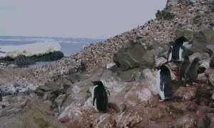 El cambio climático afecta a las poblaciones de pingüinos de la Antártida