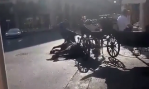 23/07/2022.- Un caballo se desploma en palma mientras transportaba a turistas. TWITTER