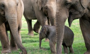 Bebé elefante Nang Phaya rodeado por las hembras de la manada.