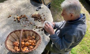 Un home netejant els bolets a Campelles (Ripollès), en una imatge d'arxiu