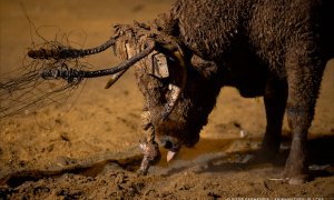 Imagen de archivo de un toro durante esta práctica. / Aitor Garmendia. Anima Naturalis