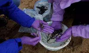 Voluntarios limpian la playa de Vilar después de que millones de bolitas de plástico llegasen a las costas de Galicia.