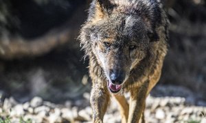 Imagen de archivo de un ejemplar de lobo ibérico ('Canis lupus signatus').