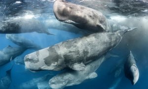 Súper héroes en peligro: el gran papel de las ballenas en el clima