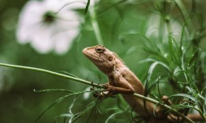 Estas son las mascotas que no puedes tener en casa con la nueva Ley de Bienestar Animal