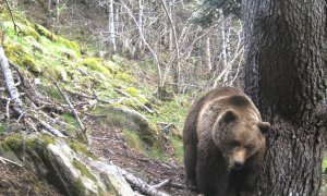 Exemplar d'os fotografiat durant el maig del 2023 al Pallars Sobirà, a la zona del bosc negre