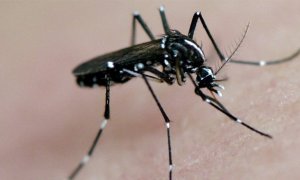 Alertan sobre la llegada de mosquitos peligrosos a España este verano