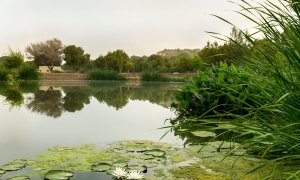 El parque El Recorral, en Rojales (Alicante), se ha convertido en un humedal rico en biodiversidad