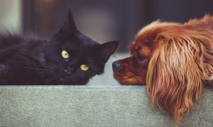 "Mucha ley de bienestar animal, pero las mascotas siguen viajando en un maletero como si fueran objetos"