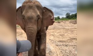 La elefanta Joy tras ser liberada.