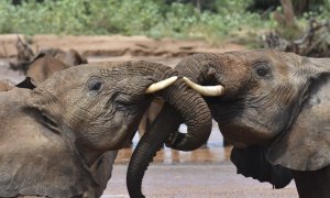 Dos elefantes pertenecientes al estudio que revela que estos animales se identifican entre sí con un nombre propio.