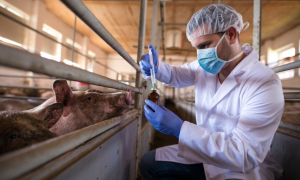 Un veterinario prepara la medicación para los cerdos en una granja. Imagen de archivo.