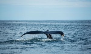 Ecologismo de emergencia - Islandia vuelve a cazar ballenas con la excusa de la tradición