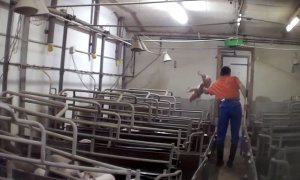 Una imagen de una investigación de Igualdad Animal muestra como un trabajador lanza un cerdo a la pared en la mayor empresa de cría de cerdos en Alemania.
