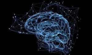 Investigadores asturianos demuestran que el cerebro puede rejuvenecer mediante estímulos