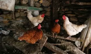 Foto de archivo de varias  gallinas en un corral, a 6 de marzo de 2024, en Bóveda, Lugo, Galicia (España).