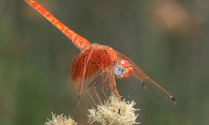 Invasión de insectos desconocidos por el cambio climático