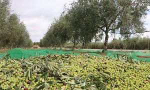 Un grapat d'olives acabades de collir damunt una borrassa, en una finca de la Selva del Camp, en una imatge d'arxiu