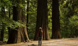 Secuoyas en el parque natural del Montseny, a 19 de septiembre de 2023, en Barcelona.