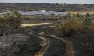 Vegetación afectada a causa de un incendio forestal, a 20 de agosto de 2024, en Castrillo de los Polvazares, Astorga, Castilla y León