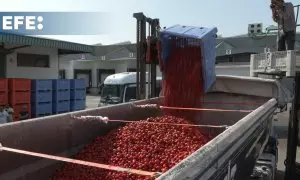 Las 120 toneladas de tomates cargadas en los camiones para la Tomatina 2024