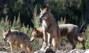 Lobos ibéricos