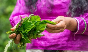 Avance terapéutico droga psicodélica