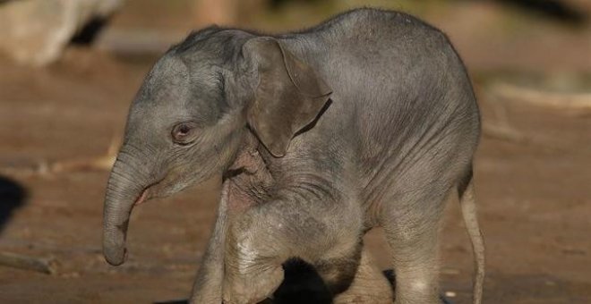 Desarticulada una red de comercio ilegal de animales de especial protección