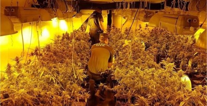 Desmantelada una 'factoría' de marihuana en un municipio de Alicante