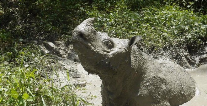 Muere la última rinoceronte de Sumatra de Malasia y la subespecie desaparece del país