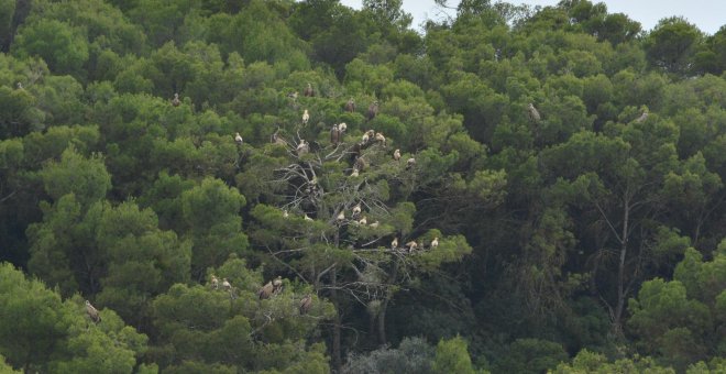 Un parque eólico amenaza el mayor dormidero de alimoches del valle del Ebro