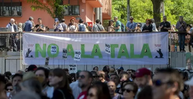 La política arboricida de Almeida despierta un movimiento ciudadano ecologista