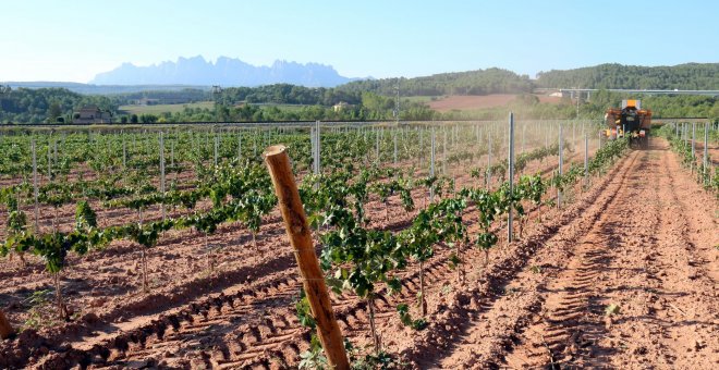 Set rutes entre vinyes per descobrir els millors vins de les DO catalanes