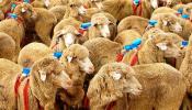 Los perros pastor usan 'trucos' para mantener a raya a las ovejas