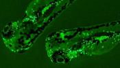 El pez cebra permite investigar el mecanismo del ébola y el dengue