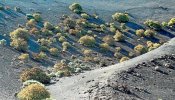 A Lanzarote no le sienta bien el verde