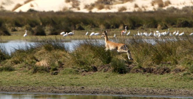 Doñana, bajo la supervisión de la Unesco