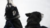 Reciben amenazas los responsables de la muerte de cien huskies