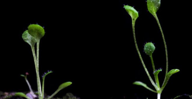 Algunas plantas multiplican su ADN para ser más fuertes