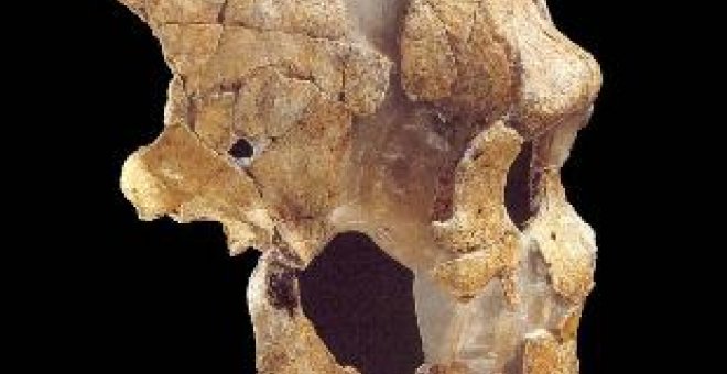 Desarrollan un nuevo método que diferencia al Neardental del Homo Sapiens