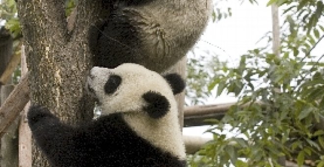 El mayor centro de conservación de pandas de China se muda tras el seísmo