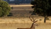 El Parque Nacional de Cabañeros se estremece con la berrea del ciervo