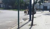 Un hombre ata a un burro a su 4x4 y lo arrastra por el asfalto en Chipiona