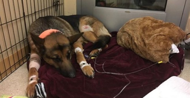 Un perro recibe cuatro tiros por defender a su dueño cuando entraron a robar en su casa