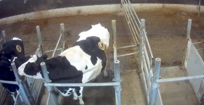Grave maltrato animal en Francia: vacas perforadas para maximizar su productividad