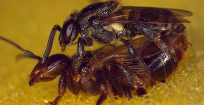 La colonia de abejas asesina a la reina que copula con dos machos